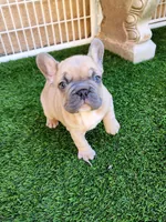 Prince, a male French Bulldog for sale in Las Vegas, NV – Photo 5 of 10
