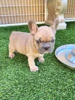 Prince, a male French Bulldog for sale in Las Vegas, NV – Photo 9 of 10