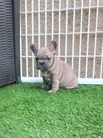 Prince, a male French Bulldog for sale in Las Vegas, NV – Photo 3 of 10