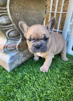 Prince, a male French Bulldog for sale in Las Vegas, NV – Photo 6 of 10