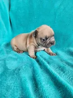 Prince, a male French Bulldog for sale in Las Vegas, NV – Photo 5 of 6