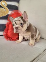 Rojo Merle Girl, a female French Bulldog for sale in Las Vegas, NV – Photo 6 of 9