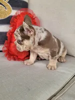 Rojo Merle Girl, a female French Bulldog for sale in Las Vegas, NV – Photo 8 of 9