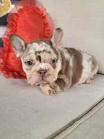 Rojo Merle Girl, a female French Bulldog for sale in Las Vegas, NV – Photo 3 of 9