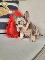 Rojo Merle Girl, a female French Bulldog for sale in Las Vegas, NV – Photo 2 of 9