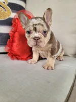 Rojo Merle Girl, a female French Bulldog for sale in Las Vegas, NV – Photo 9 of 9