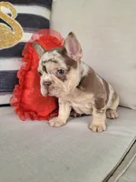 Rojo Merle Girl, a female French Bulldog for sale in Las Vegas, NV – Photo 5 of 9