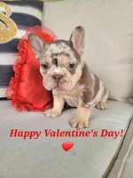 Rojo Merle Girl, a female French Bulldog for sale in Las Vegas, NV – Photo 1 of 9