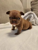 Coco Puff , a female French Bulldog for sale in Las Vegas, NV – 8 of 10