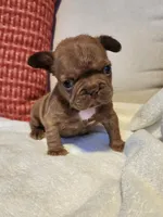 Coco Puff , a female French Bulldog for sale in Las Vegas, NV – 2 of 10