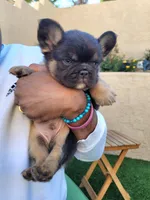 Grizzly, a male French Bulldog for sale in Las Vegas, NV – Photo 7 of 10