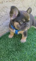Grizzly, a male French Bulldog for sale in Las Vegas, NV – Photo 4 of 10