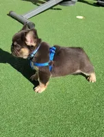 Grizzly, a male French Bulldog for sale in Las Vegas, NV – Photo 9 of 10