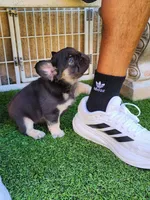 Teddy Bear, a male French Bulldog for sale in Las Vegas, NV – Photo 5 of 10