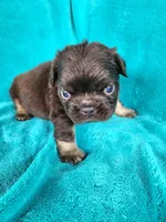 Teddy Bear, a male French Bulldog for sale in Las Vegas, NV – Photo 3 of 5