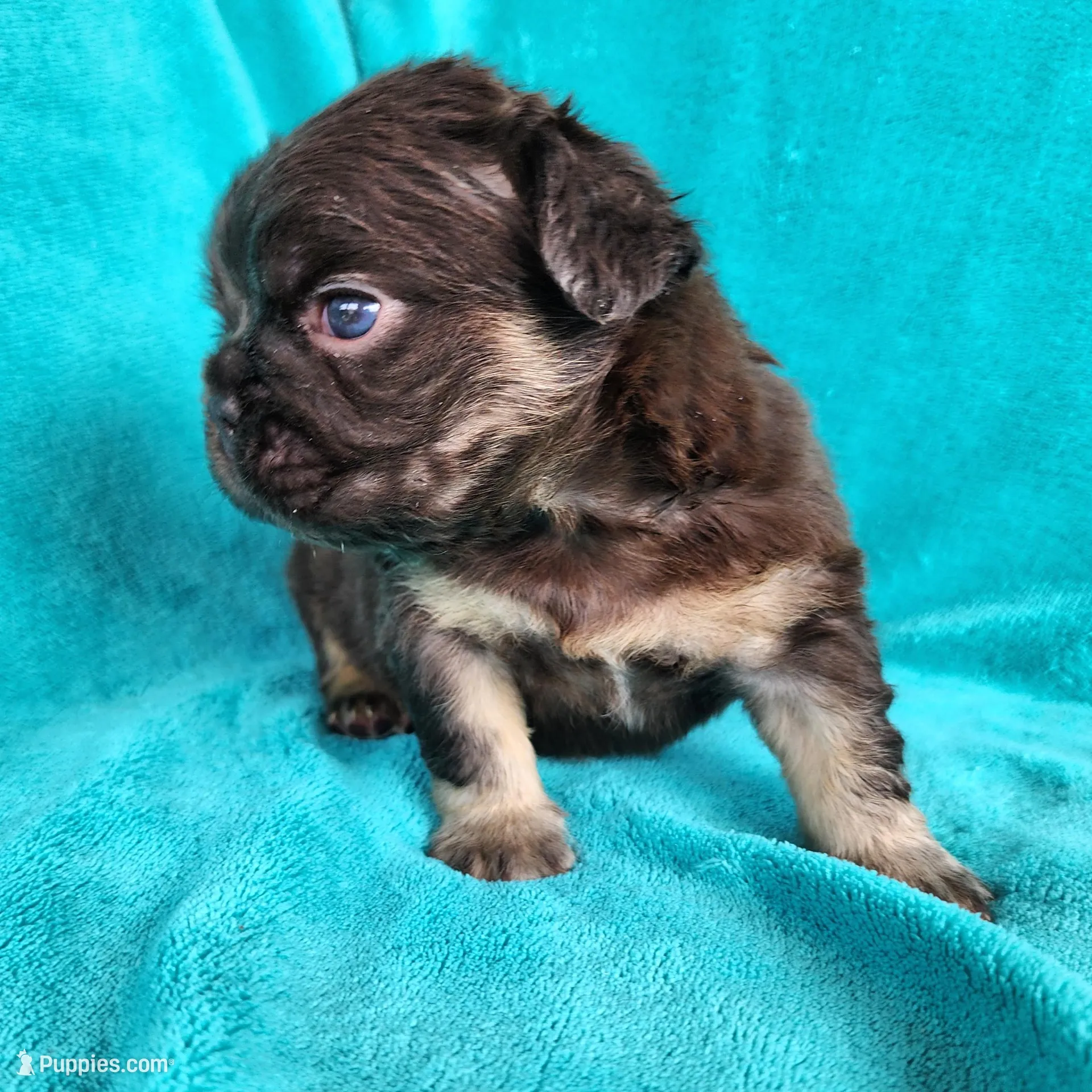 Teddy Bear, a male French Bulldog for sale in Las Vegas, NV – Photo 5 of 5