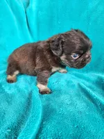 Teddy Bear, a male French Bulldog for sale in Las Vegas, NV – Photo 1 of 5