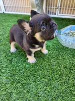 Teddy Bear, a male French Bulldog for sale in Las Vegas, NV – Photo 3 of 10