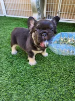 Teddy Bear, a male French Bulldog for sale in Las Vegas, NV – Photo 4 of 10