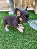 Teddy Bear, a male French Bulldog for sale in Las Vegas, NV – Photo 10 of 10