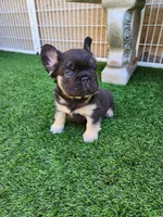 Teddy Bear, a male French Bulldog for sale in Las Vegas, NV – Photo 9 of 10