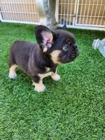 Teddy Bear, a male French Bulldog for sale in Las Vegas, NV – Photo 2 of 10