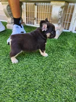 Teddy Bear, a male French Bulldog for sale in Las Vegas, NV – Photo 8 of 10