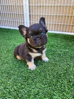 Teddy Bear, a male French Bulldog for sale in Las Vegas, NV – Photo 1 of 10