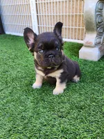 Teddy Bear, a male French Bulldog for sale in Las Vegas, NV – Photo 6 of 10