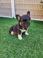 Teddy Bear, a male French Bulldog for sale in Las Vegas, NV – Photo 7 of 10