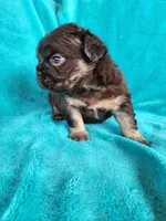 Teddy Bear, a male French Bulldog for sale in Las Vegas, NV – Photo 2 of 5