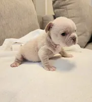 Winston , a male French Bulldog for sale in Las Vegas, NV – 9 of 10