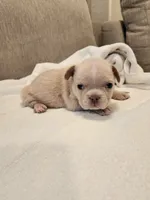 Winston , a male French Bulldog for sale in Las Vegas, NV – 7 of 10