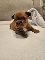 Coco Puff , a female French Bulldog for sale in Las Vegas, NV – 9 of 10