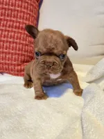 Coco Puff , a female French Bulldog for sale in Las Vegas, NV – 4 of 10