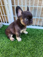 Baby Grizzly , a male French Bulldog for sale in Las Vegas, NV – Photo 2 of 6