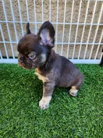 Baby Grizzly , a male French Bulldog for sale in Las Vegas, NV – Photo 6 of 6