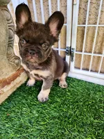 Baby Grizzly , a male French Bulldog for sale in Las Vegas, NV – Photo 6 of 10