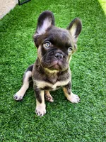Baby Grizzly , a male French Bulldog for sale in Las Vegas, NV – Photo 8 of 10