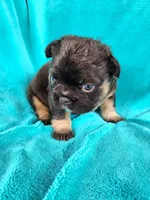 Grizzly Junior, a male French Bulldog for sale in Las Vegas, NV – Photo 6 of 7