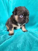 Grizzly Junior, a male French Bulldog for sale in Las Vegas, NV – Photo 4 of 7