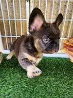 Baby Grizzly , a male French Bulldog for sale in Las Vegas, NV – Photo 2 of 10