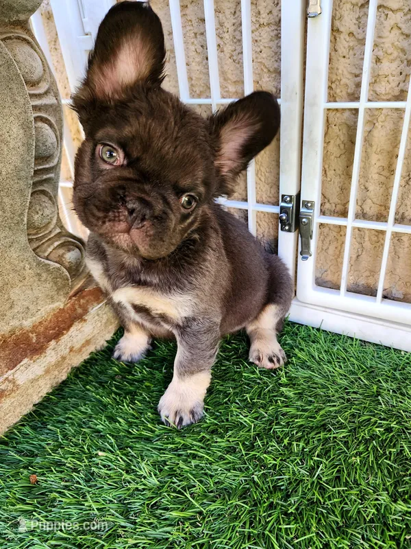 Baby Grizzly  – French Bulldog puppy for sale in Las Vegas, NV
