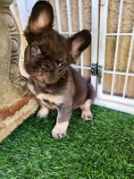 Baby Grizzly , a male French Bulldog for sale in Las Vegas, NV – Photo 1 of 10
