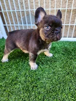 Baby Grizzly , a male French Bulldog for sale in Las Vegas, NV – Photo 4 of 6