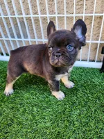 Baby Grizzly , a male French Bulldog for sale in Las Vegas, NV – Photo 3 of 6