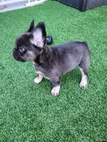 Baby Grizzly , a male French Bulldog for sale in Las Vegas, NV – Photo 9 of 10