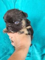 Grizzly Junior, a male French Bulldog for sale in Las Vegas, NV – Photo 3 of 7