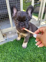 Baby Grizzly , a male French Bulldog for sale in Las Vegas, NV – Photo 3 of 10