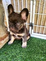 Baby Grizzly , a male French Bulldog for sale in Las Vegas, NV – Photo 4 of 10